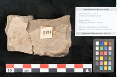 Foto (Objekt + Etikett) von Lomatia synaphaeaefolia Unger (NHMW-GEO-2024-0188-11434)